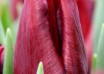 Tulipa Mascara ® (4)